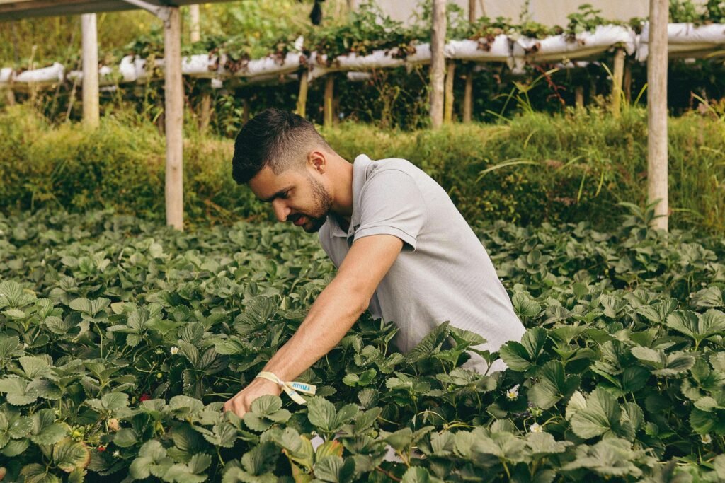 A young man picking strawberries in a lush farm setting. Ideal for agriculture themes.